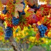 الهه انگور ایران | الههٔ انگور grapes Elahe Iran